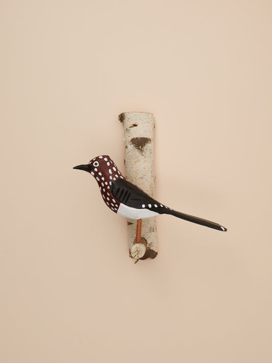 Spotted Nutcracker