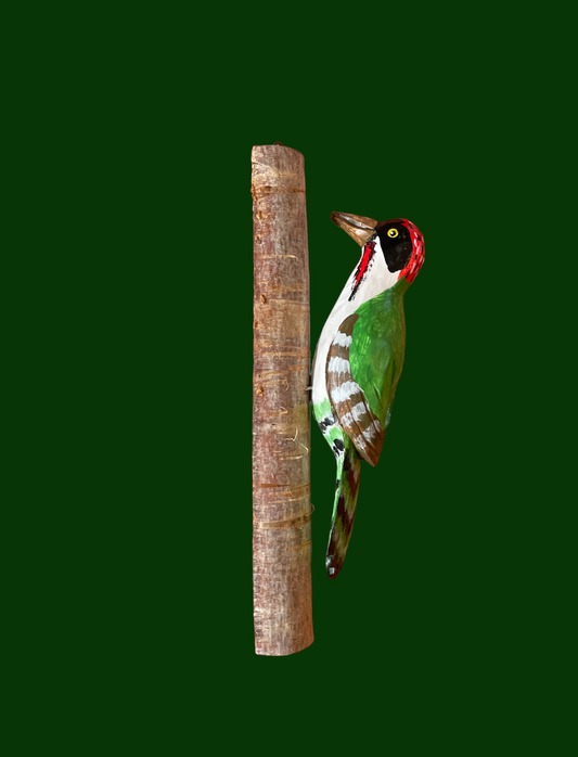 Woodpecker in Colour by Bogumila